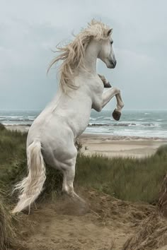 a white horse standing on its hind legs in front of the ocean and sand dunes