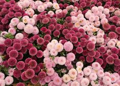 many pink and white flowers are growing together