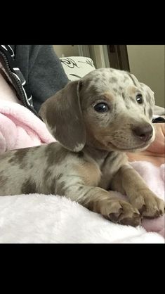 a puppy is sitting on someones lap and looking up at the camera while they are laying down