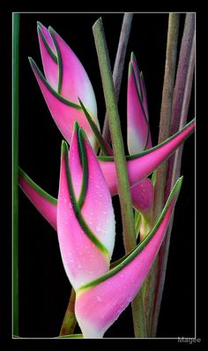 pink flowers with green stems and water droplets on them, in the night time photo