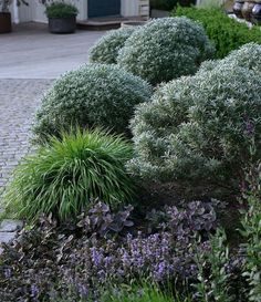 some bushes and flowers on a brick walkway