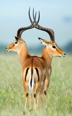 two antelope standing next to each other in a field