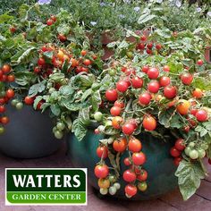 several potted plants with red and green tomatoes growing in them on the ground next to each other