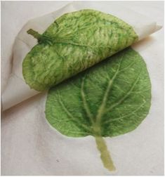 a green leaf laying on top of a piece of paper