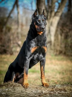 Big Dog Breeds, Doberman Pinscher Dog, Pretty Dogs, Pretty Animals