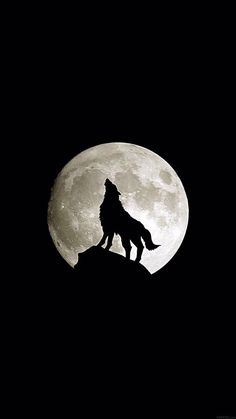 a wolf standing on top of a hill with the moon in the background