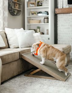 a dog standing on top of a wooden table