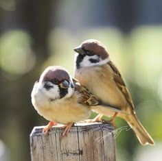 two small birds perched on top of a wooden post