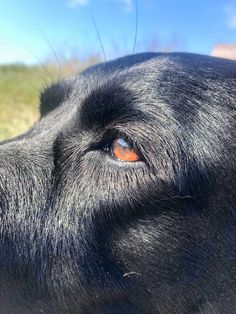 a close up of a dog's eye with grass in the background