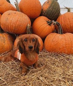 a brown dog sitting in front of a pile of pumpkins on top of hay