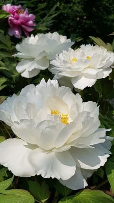 three white peonies with green leaves in the foreground and pink flowers in the background