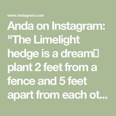 the text reads, anda on instagram the linelight hedge is a dream plant 2 feet from a fence and 5 feet apart from each