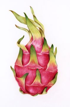 Dragon Fruit Illustration, Dragon Fruit Drawing, Dragon Fruit Vector, Drawn Dragon, Fruit Sketch, Fruit Art Drawings, Color Pencil Sketch