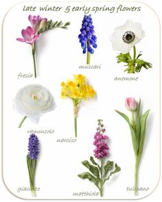 flowers are arranged in different colors and sizes, with the words late winter early spring flowers