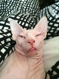 a sphyoid cat laying on top of a black and white blanket with it's tongue out