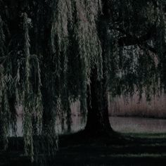 two large trees next to each other with water in the backround behind them