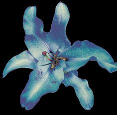 a blue flower with water droplets on it's petals, against a black background