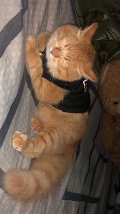 an orange cat laying on top of a bed next to a teddy bear