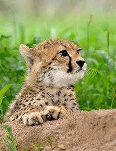 a cheetah cub sitting on top of a dirt mound in the grass looking at something