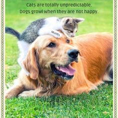 Cats vs Dogs quotes and funny sayings for your beloved pets Cat And Dog Quotes, Dog Funny Quotes, Cats Vs Dogs, Dog Growling, Dogs Quotes, Sims Love, Funniest Cats, Cat Vs Dog, Cat Quotes Funny