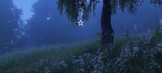 a lone star is seen in the foggy sky above a field with flowers and trees