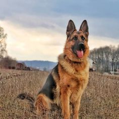 a dog sitting in the middle of a field with his tongue hanging out and looking at the camera