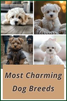 the most charming dog breeds in the world, from puppies to poodles