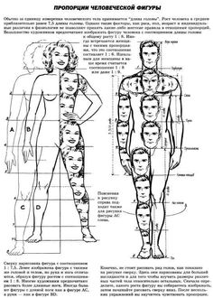 the diagram shows different body types for men and women, with their names in russian