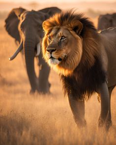 a lion walking in the middle of a field with other elephants behind it at sunset