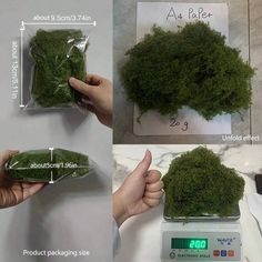 instructions for how to grow moss on a scale