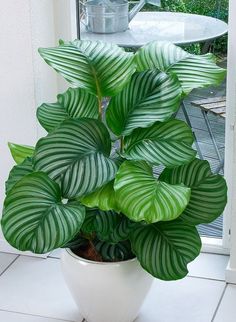 a potted plant with green and white leaves