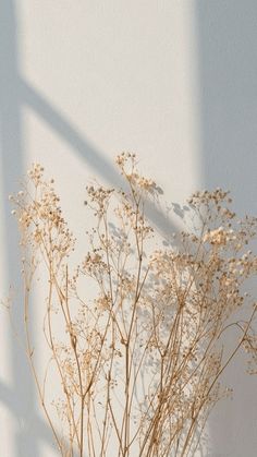 dried plants against a white wall in the sunlight