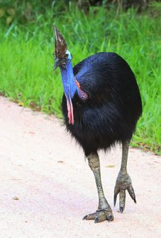 an ostrich is standing on the road with its head in it's beak