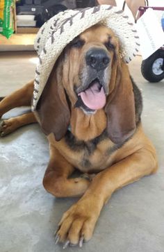 a dog laying on the floor with a hat on it's head and tongue hanging out