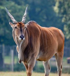 an animal that is standing in the grass with trees in the backgrouds