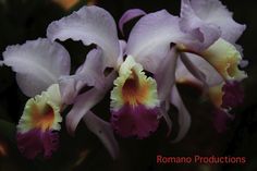 two purple and yellow flowers with the words romano productions on it's side