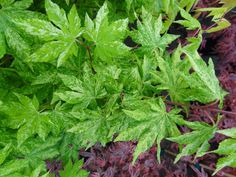 some green leaves and purple plants in the background