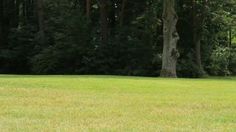 a man is throwing a frisbee in the middle of a grassy area with trees