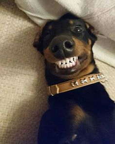 a black and brown dog laying on top of a couch with a leather collar around it's neck