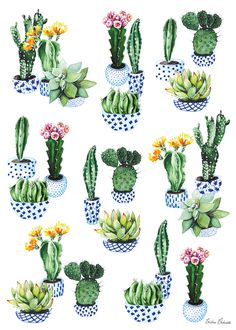 the cactus stickers are all different colors and sizes, but there is no image on them