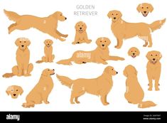 golden retriever dogs set on white background - stock image