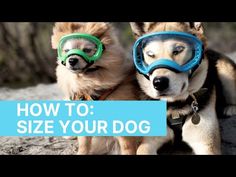 two dogs wearing goggles and helmets with the words how to size your dog