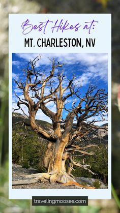 an old tree with the text, the raintree trail mt chaleston nv