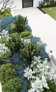 a long row of plants with white and blue flowers