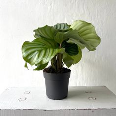 a potted plant sitting on top of a wooden table next to a white wall