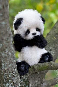 a small panda bear sitting on top of a tree