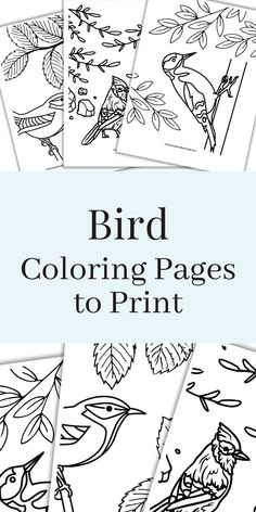 black and white bird themed printables overlapping with a light blue rectangle in the middle with text overlay. Cute Dinosaur Coloring Pages, Bird Printables, Bird Coloring, Adult Colouring Printables, Bird Coloring Pages, Dinosaur Coloring Pages, Colouring Printables, Dinosaur Coloring, Bird Theme