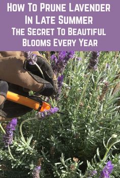 lavender plants with text overlay how to prune lavender in late summer the secret to beautiful blooms every year