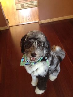 a black and white dog wearing a green bow tie sitting on the floor in front of a door