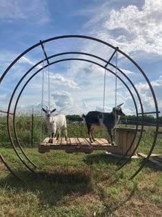 two goats standing on a wooden platform in the middle of a grassy area with metal rings